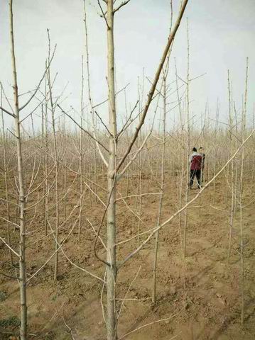 东大银杏给大家讲讲银杏树的种植培育方法(图1) 东大银杏给大家讲讲银杏树的种植培育方法(图1)