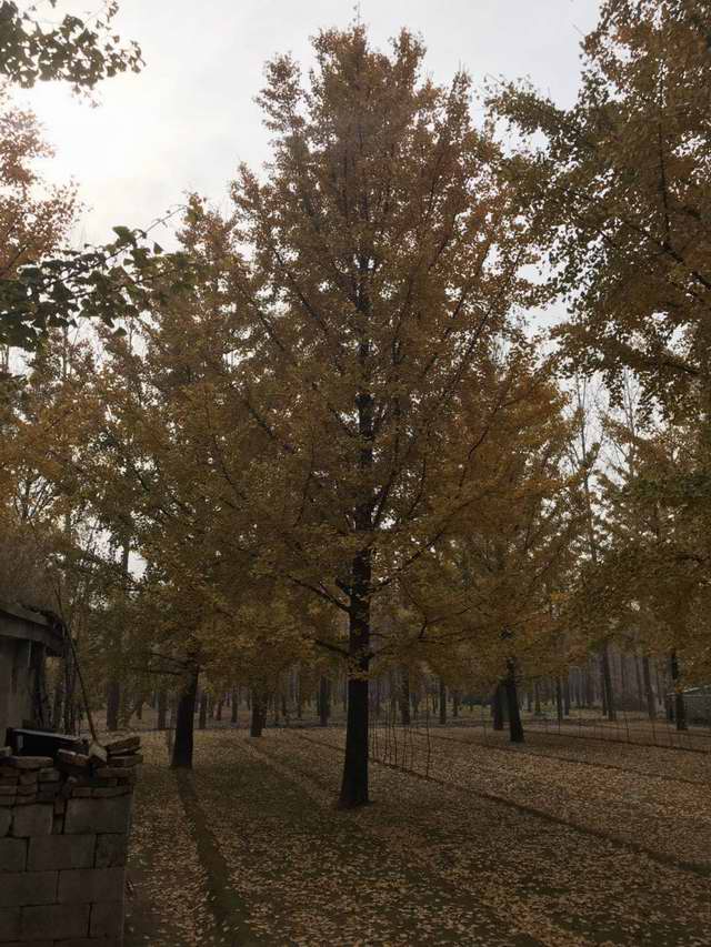 东大银杏树(图1)