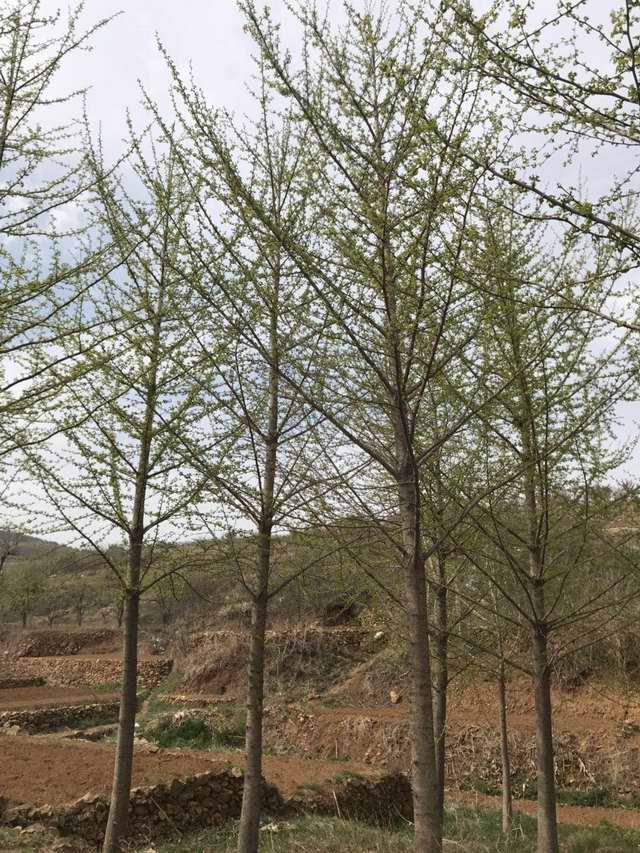 18-20公分银杏树