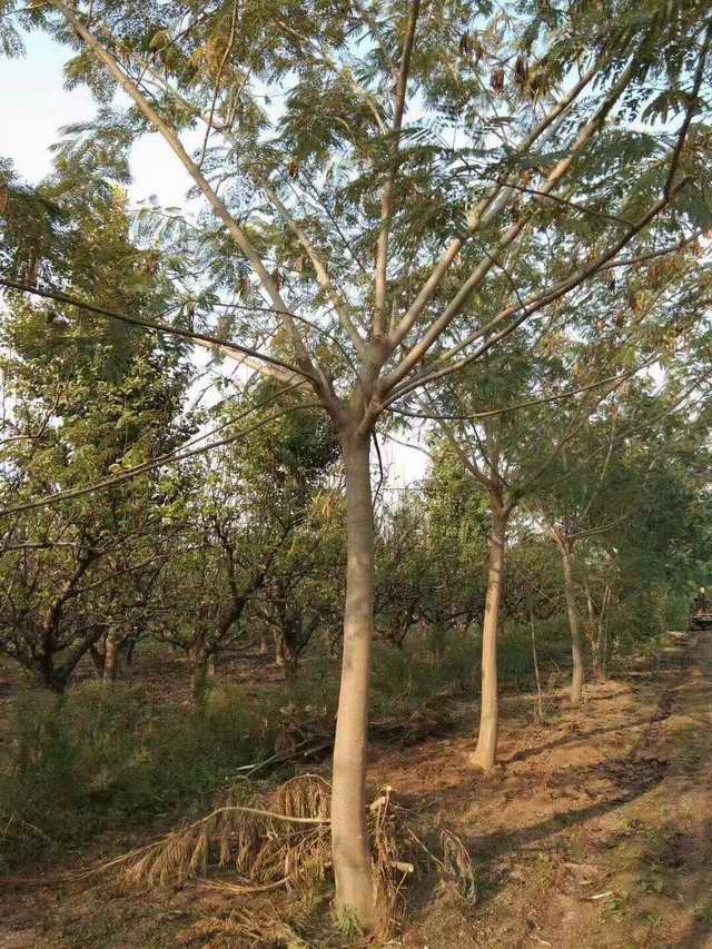 合欢树(图1)