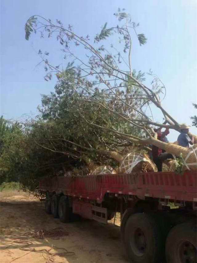 合欢树(图1)