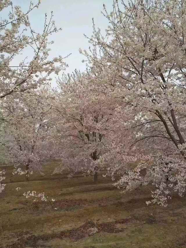 樱花树(图1)