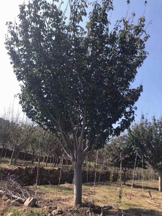 樱花树(图1)
