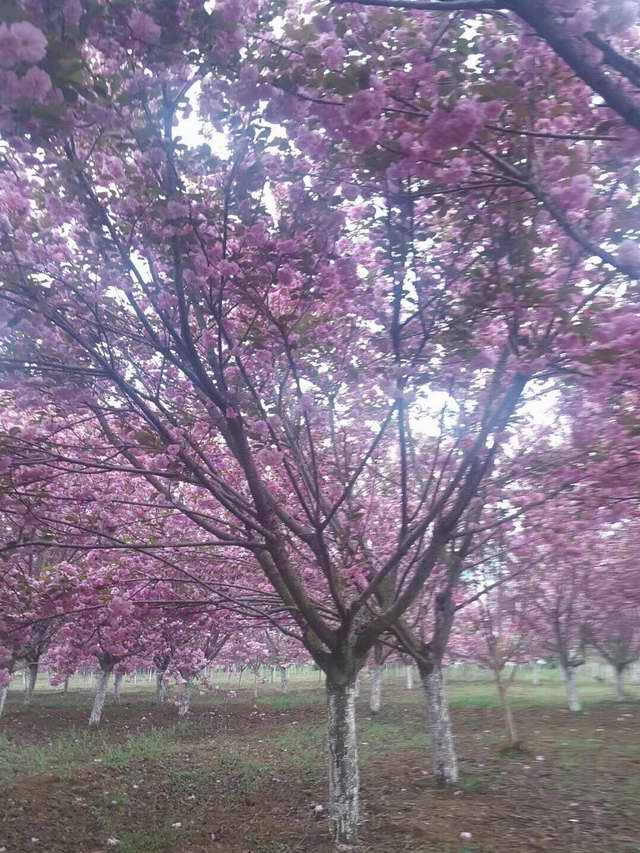 樱花树(图1)