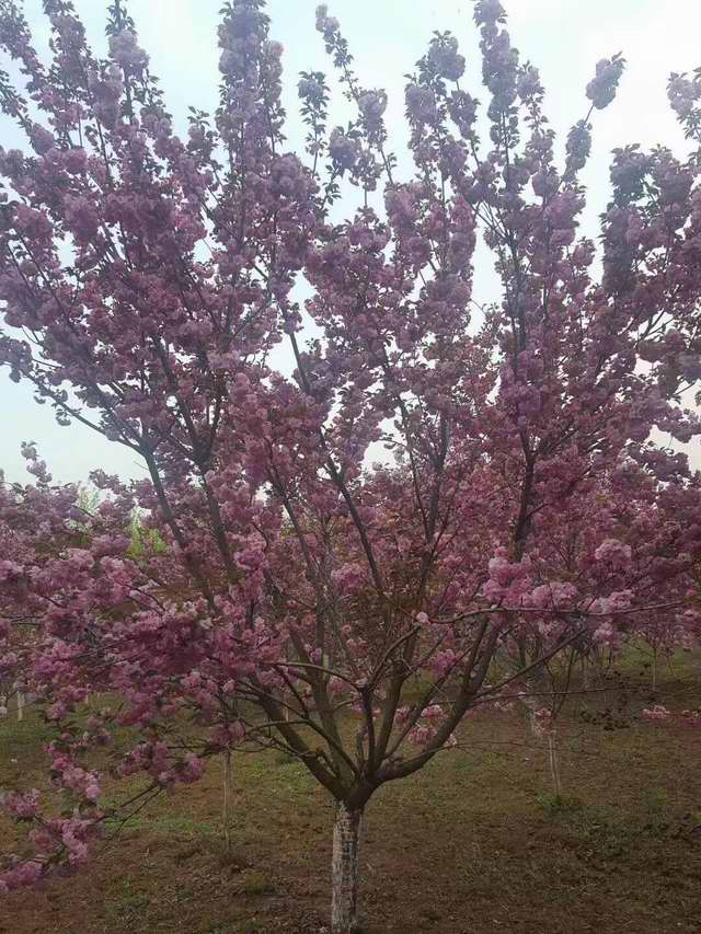 樱花树(图1)