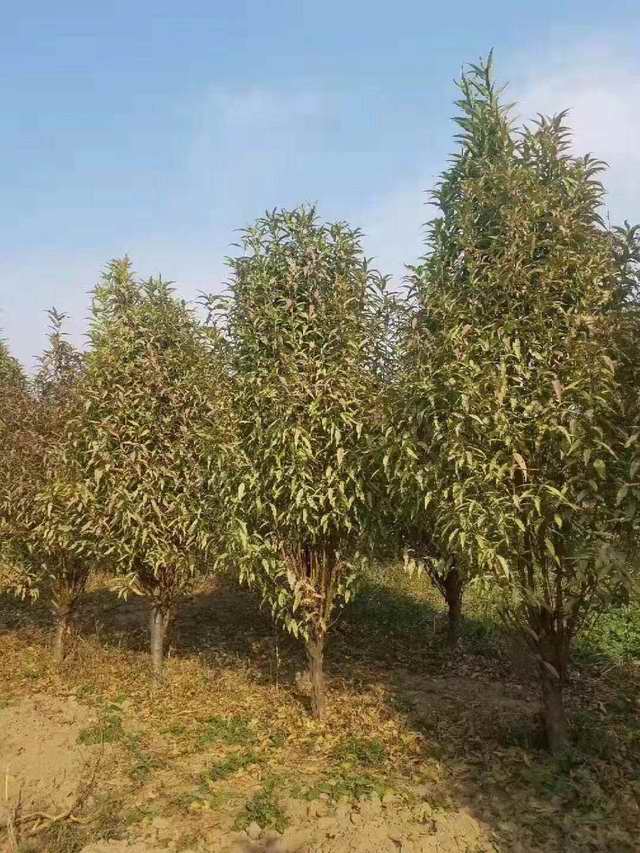 龙柱碧桃(图1)