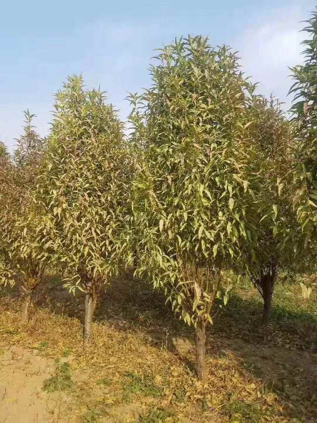 龙柱碧桃(图1)