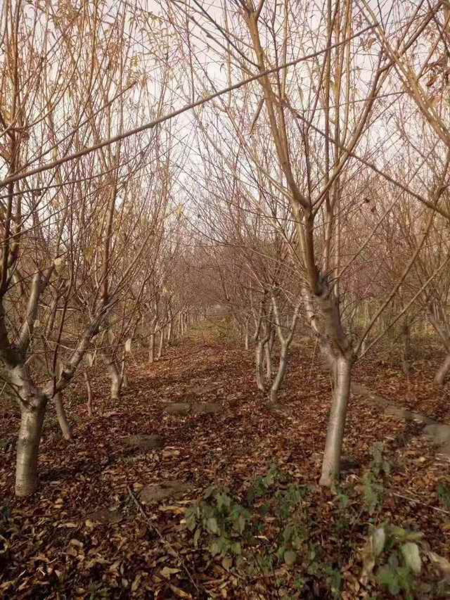 红叶碧桃(图1)