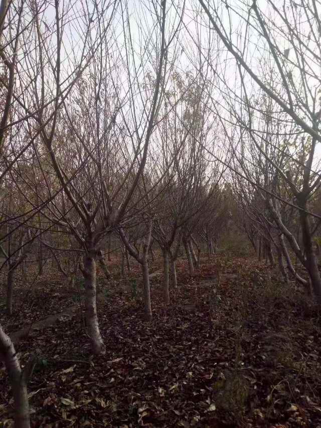 红叶碧桃(图1)