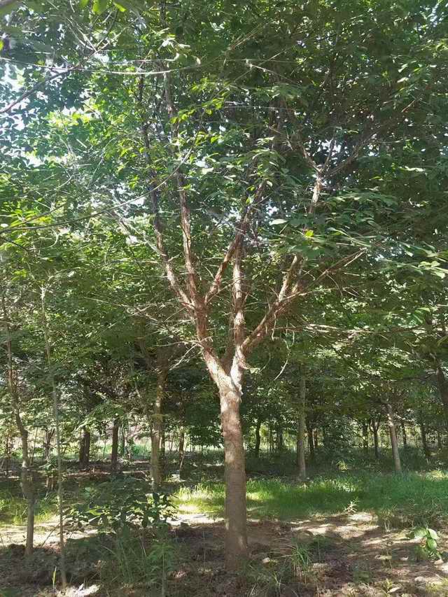 流苏树