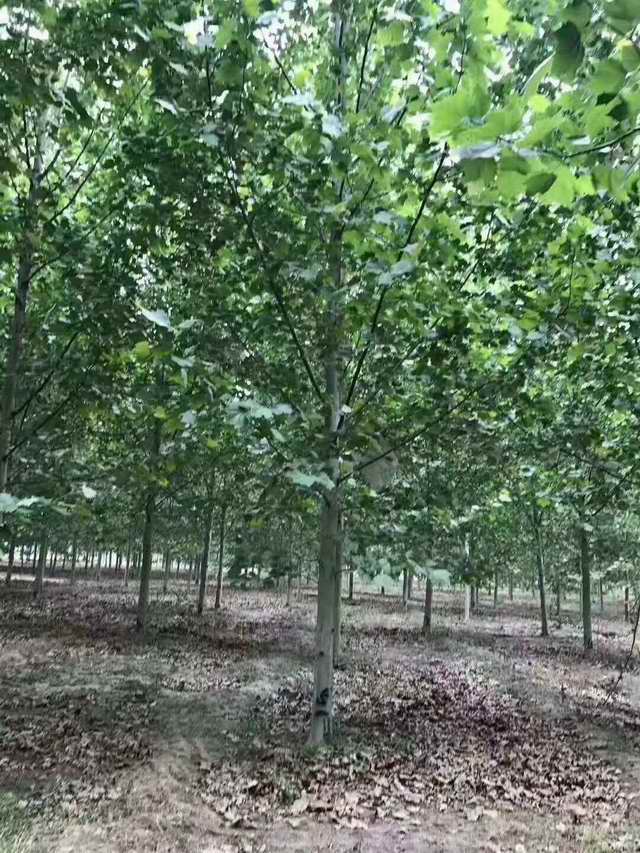 法桐树