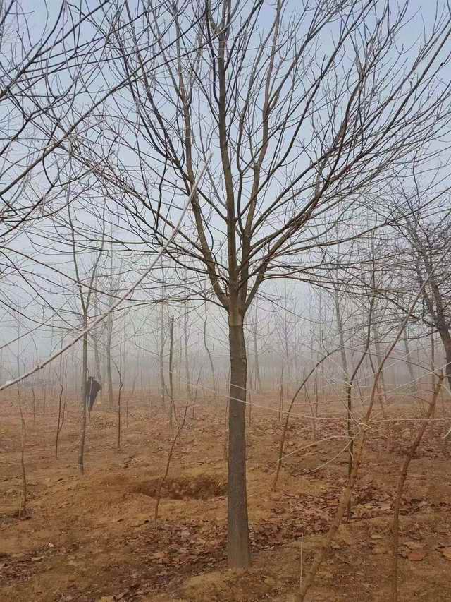 白腊树