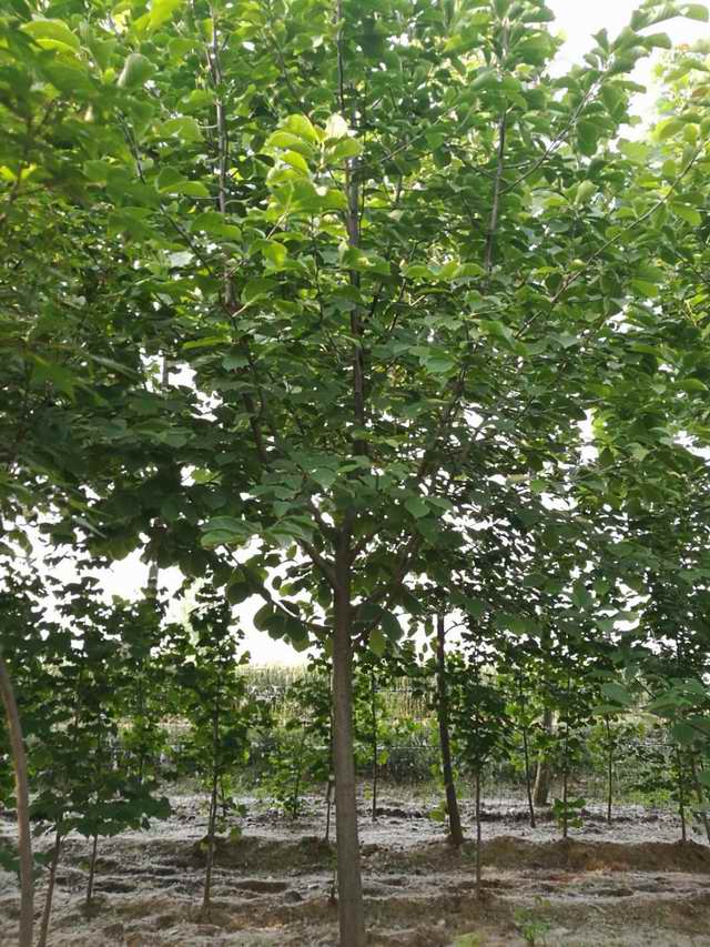 玉兰树