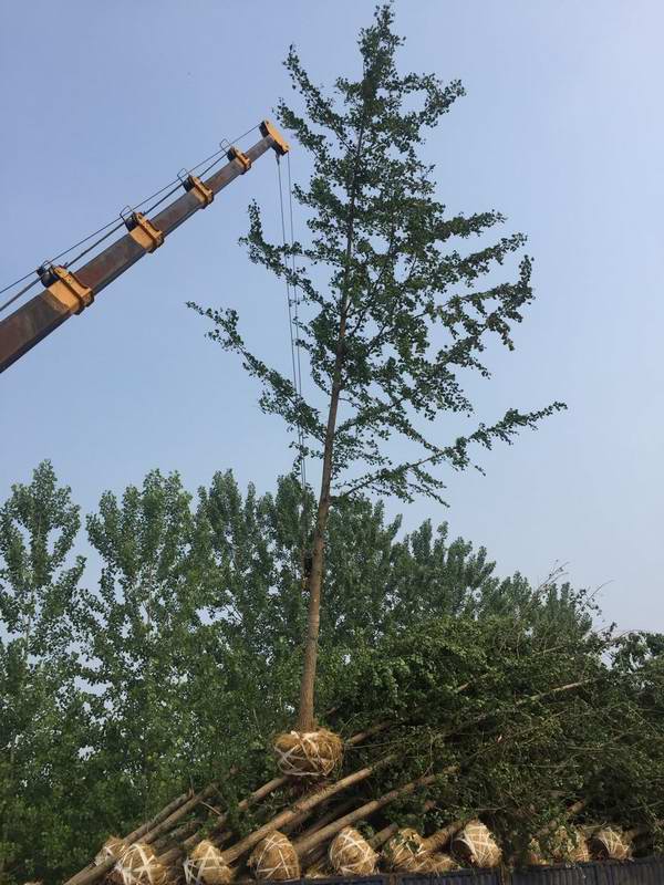15公分银杏树发货长沙