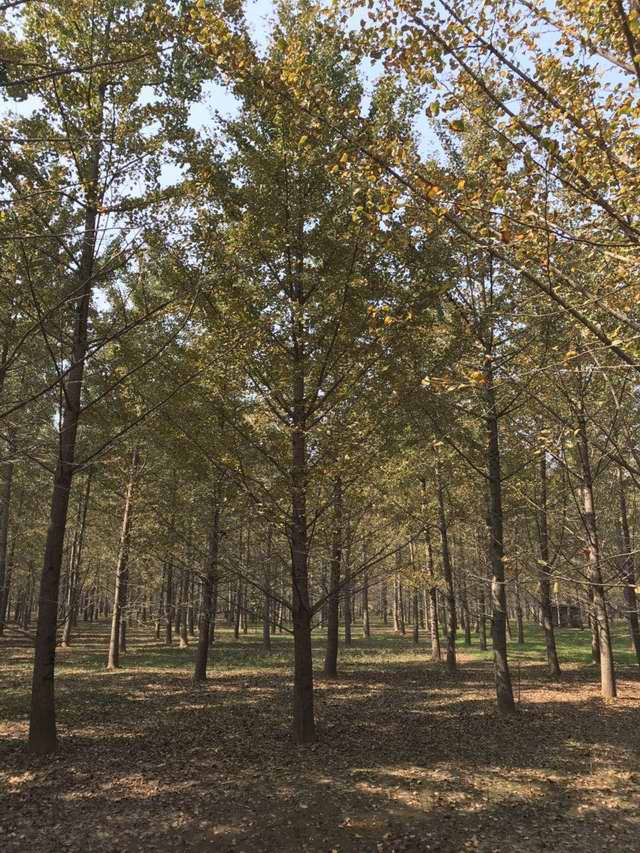 银杏树苗圃