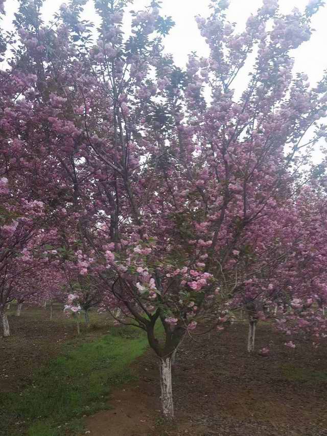樱花苗圃