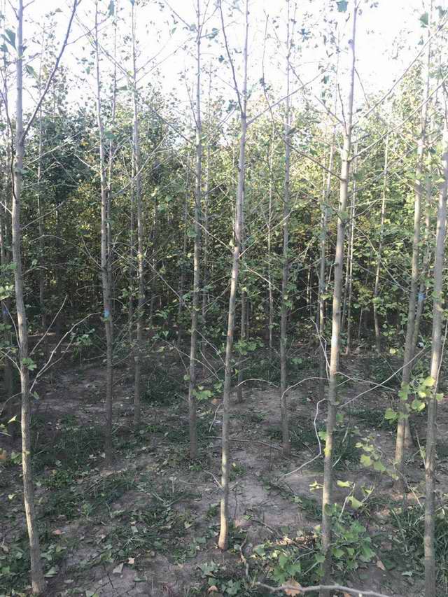 银杏树小苗基地(图1)