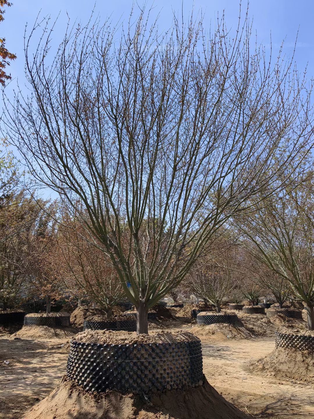 假植鸡爪槭（图一）