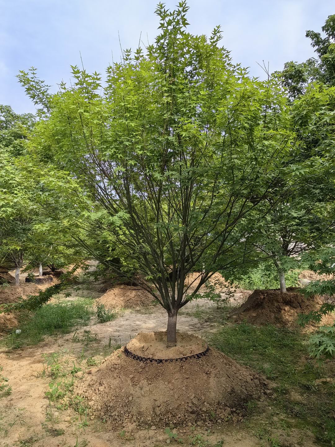 假植鸡爪槭（图三）