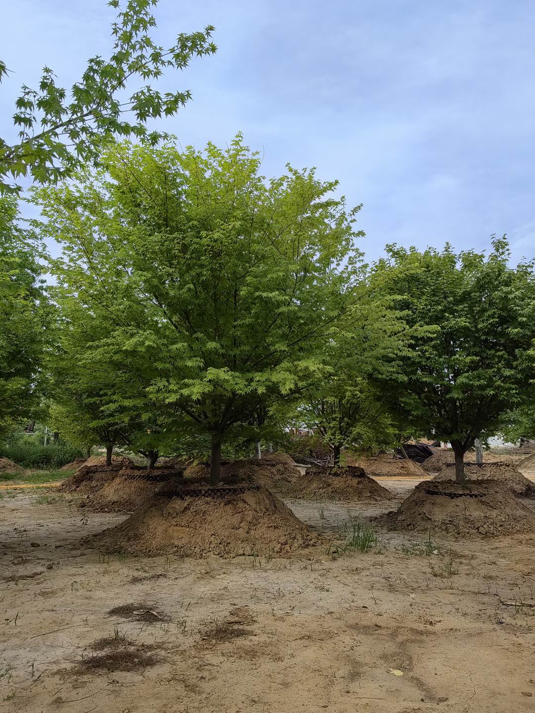 假植鸡爪槭（图四）